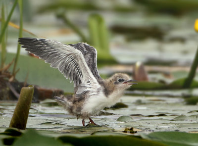 Black Tern - Chlidonias niger (Zwarte Stern)