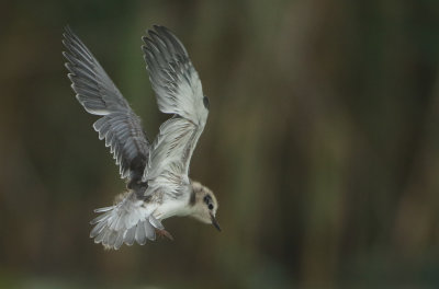 Black Tern - Chlidonias niger (Zwarte Stern)