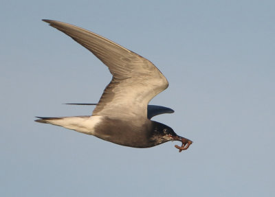 Black Tern - Chlidonias niger (Zwarte Stern)