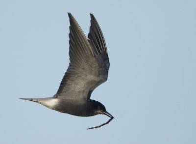 Black Tern - Chlidonias niger (Zwarte Stern)