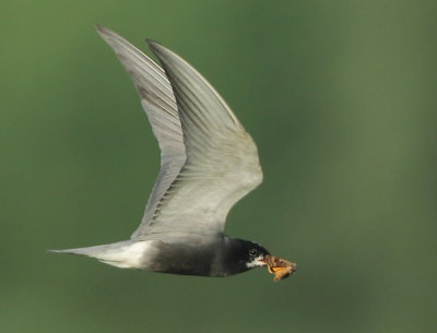 Black Tern - Chlidonias niger (Zwarte Stern)