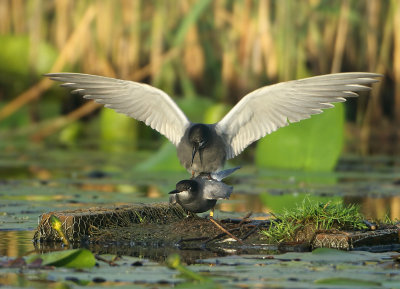 Black Tern - Chlidonias niger (Zwarte Stern)