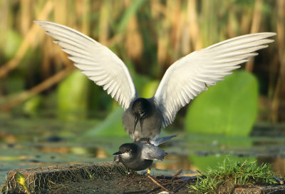 Black Tern - Chlidonias niger (Zwarte Stern)