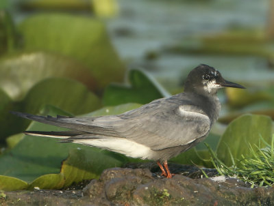 Black Tern - Chlidonias niger (Zwarte Stern)