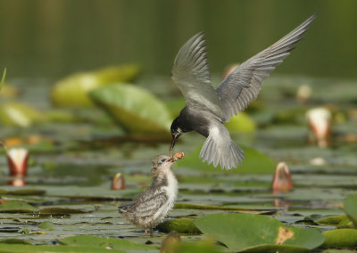 Black Tern - Chlidonias niger (Zwarte Stern)