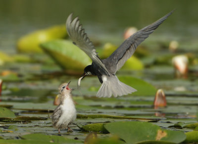 Black Tern - Chlidonias niger (Zwarte Stern)