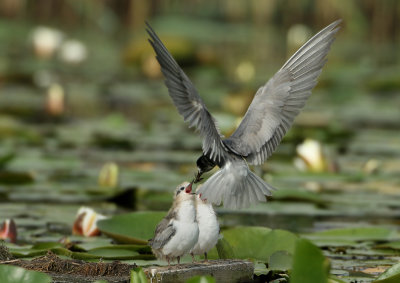 Black Tern - Chlidonias niger (Zwarte Stern)