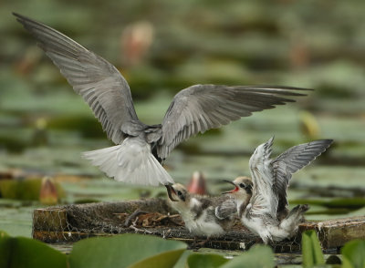Black Tern - Chlidonias niger (Zwarte Stern)