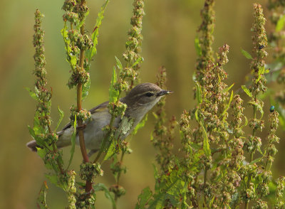 Northern Chiffchaff - Phylloscopus collybita (Tjiftjaf)