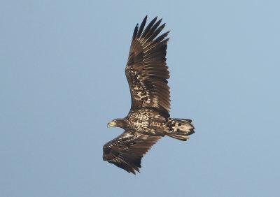 White-tailed Eagle - Haliaetus albicilla (Zeearend)