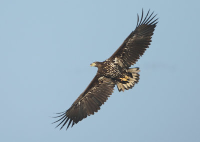 White-tailed Eagle - Haliaetus albicilla (Zeearend)