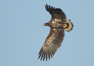 White-tailed Eagle - Haliaetus albicilla (Zeearend)