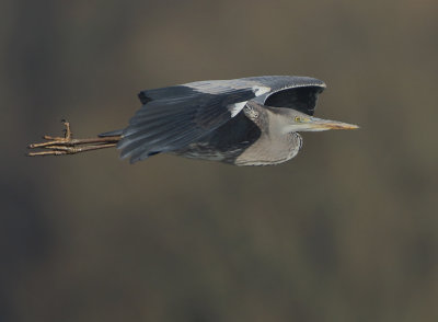 Grey Heron - Ardea cinerea (Blauwe Reiger)