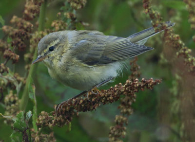 Willow Warbler - Phylloscopus trochiulus (Fitis)