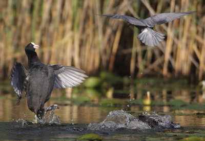 Eurasian Coot - Fulica atra (Meerkoet)