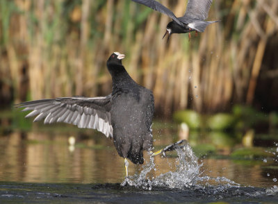 Eurasian Coot - Fulica atra (Meerkoet)