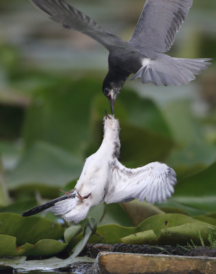 Black Tern - Chlidonias niger (Zwarte Stern)