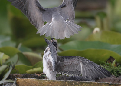 Black Tern - Chlidonias niger (Zwarte Stern)