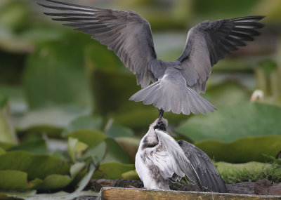 Black Tern - Chlidonias niger (Zwarte Stern)