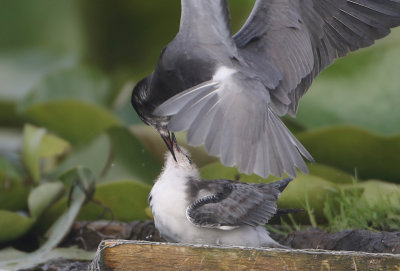 Black Tern - Chlidonias niger (Zwarte Stern)