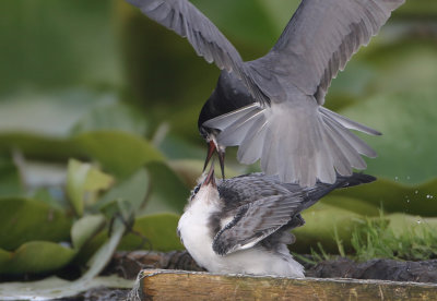 Black Tern - Chlidonias niger (Zwarte Stern)