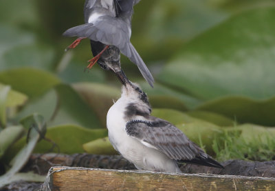 Black Tern - Chlidonias niger (Zwarte Stern)