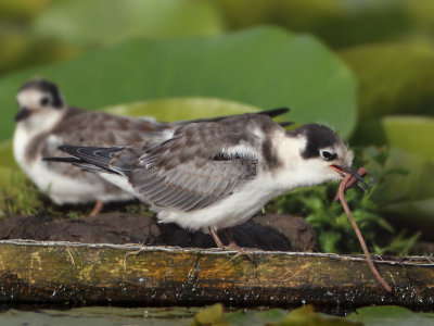 Black Tern - Chlidonias niger (Zwarte Stern)