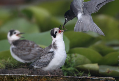 Black Tern - Chlidonias niger (Zwarte Stern)