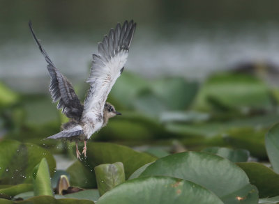 Black Tern - Chlidonias niger (Zwarte Stern)