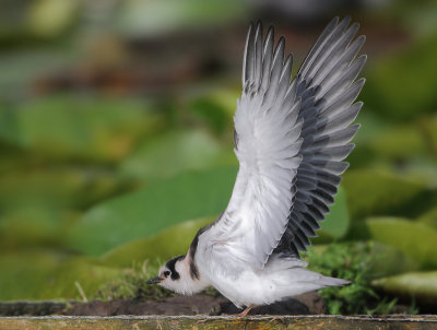 Black Tern - Chlidonias niger (Zwarte Stern)