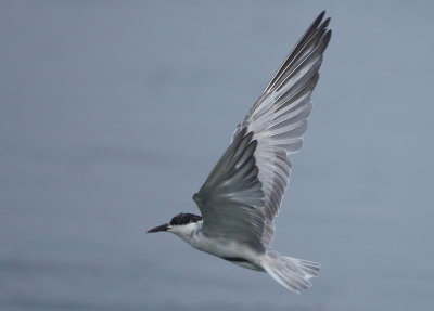 Whiskered Tern - Chlidonias hybrida (Witwangstern)