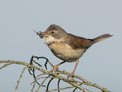 Common Whitethroat - Sylvia communis (Grasmus)