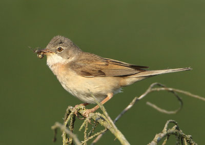 Common Whitethroat - Sylvia communis (Grasmus)