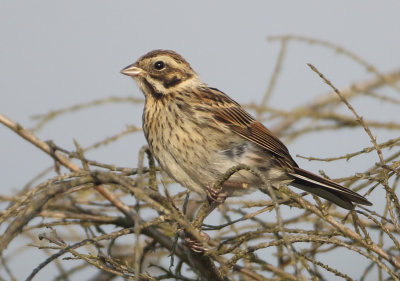 Reed Bunting - Emberiza schoeniclus (Rietgors)