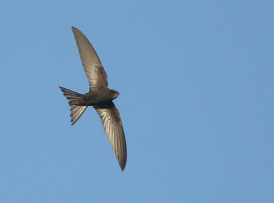 Common Swift - Apus apus (Gierzwaluw)