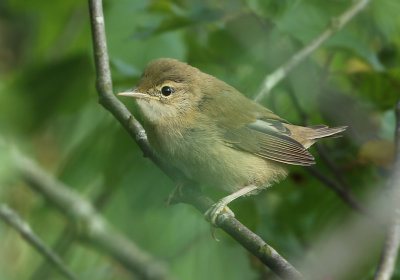 Marsh Warbler - Acrocephalus palustris (Bosrietzanger)g