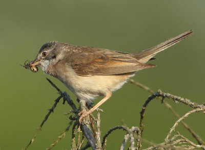 Common Whitethroat - Sylvia communis (Grasmus)