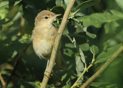 Eurasian Reed Warbler - Acrocephalus scirpaceus (Kleine Karekiet)