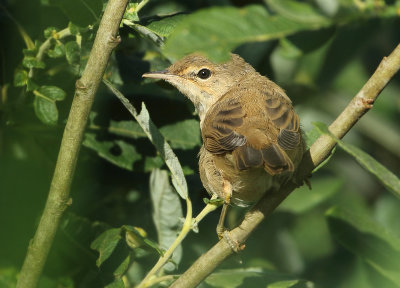 Eurasian Reed Warbler - Acrocephalus scirpaceus (Kleine Karekiet)