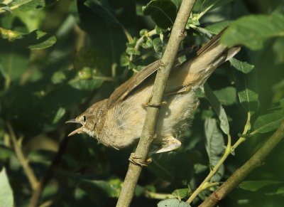 Eurasian Reed Warbler - Acrocephalus scirpaceus (Kleine Karekiet)