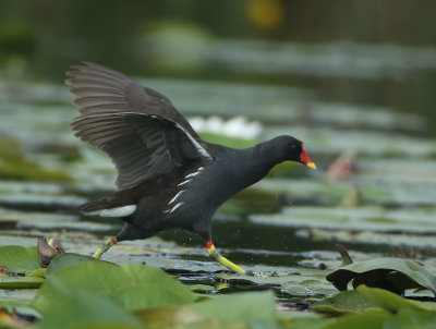 Common Moorhen - Gallinula chloropus (Waterhoen)