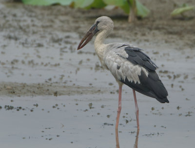 Asian Openbill - Anastomus oscitans (Indische Gaper)
