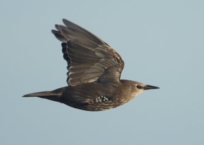 Common Starling - Sturnus vulgaris (Spreeuw)