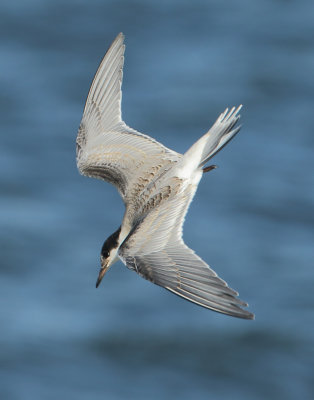Common Tern - Sterna hirundo (Visdief)