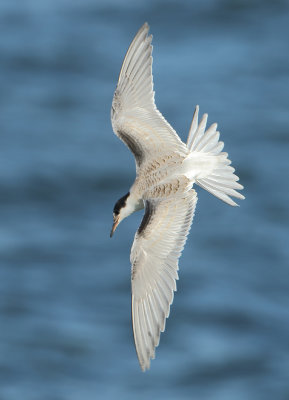 Common Tern - Sterna hirundo (Visdief)