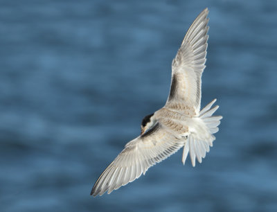 Common Tern - Sterna hirundo (Visdief)