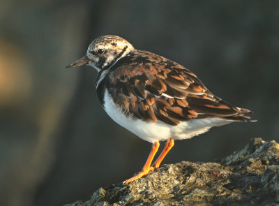 Ruddy Turnstone - Arenaria interpres (Steenloper)