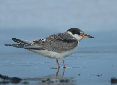 Common Tern - Sterna hirundo (Visdief)