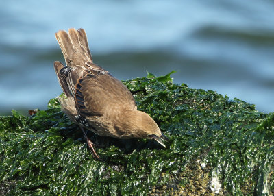 Common Starling - Sturnus vulgaris (Spreeuw)