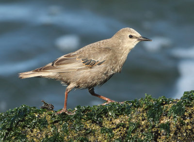 Common Starling - Sturnus vulgaris (Spreeuw)
